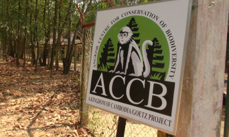 ACCb