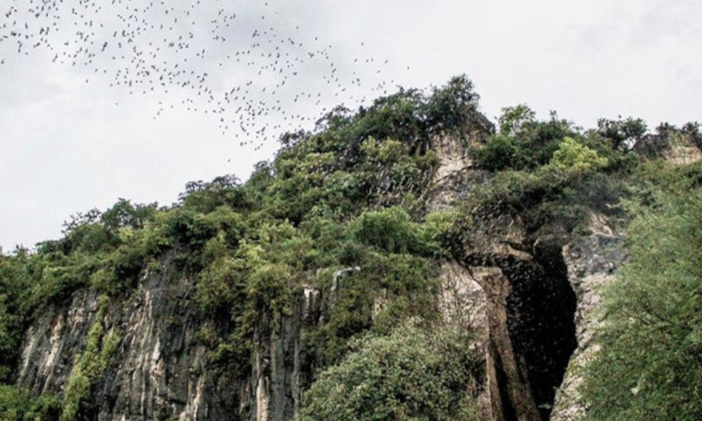 Bat Cave-Battambang