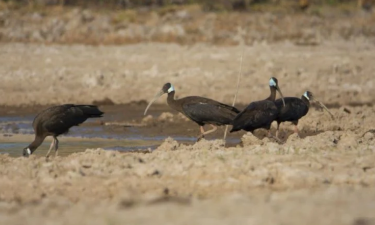 Kulen Promtep Wildlife Sanctuary