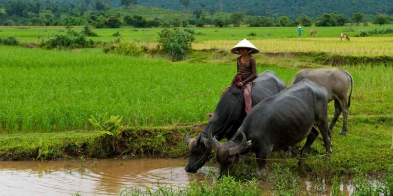 kampot5